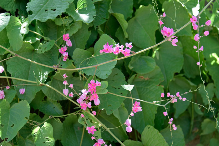 Antigonon leptopus, Coral Vine